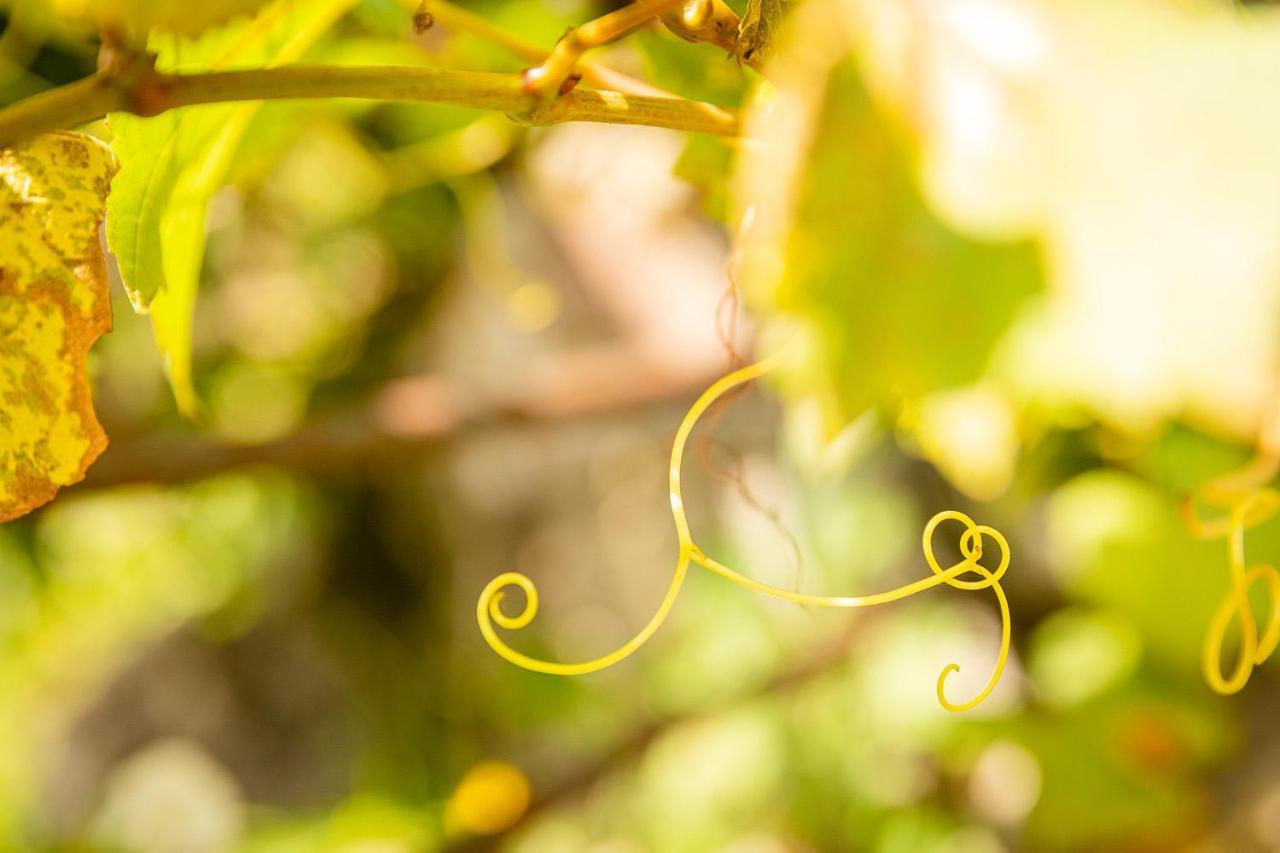 Le Grenier Du Photographe Daire Kaysersberg-Vignoble Dış mekan fotoğraf