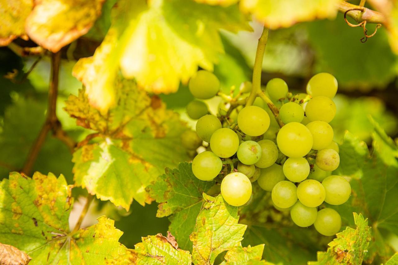 Le Grenier Du Photographe Daire Kaysersberg-Vignoble Dış mekan fotoğraf